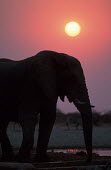 African elephant in silhouette against sunrise Africa,African elephant,African elephants,animal behaviour,bathes,behaviour,elephant,Elephantidae,endangered,endangered species,Loxodonta,mammal,mammalia,Proboscidea,vertebrate,sunset,orange,beautiful