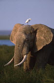 African elephant bull with cattle egret on head Africa,African elephant,African elephants,animal behaviour,behaviour,elephant,Elephantidae,endangered,endangered species,Loxodonta,mammal,mammalia,Proboscidea,vertebrate,bull,male,tusks,tusk,egret,cat