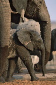 African elephant mother with young Africa,African elephant,African elephants,animal behaviour,bathes,behaviour,elephant,Elephantidae,endangered,endangered species,Loxodonta,mammal,mammalia,Proboscidea,vertebrate,baby,juvenile,young,cal