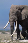 African elephant bull with large tusks Africa,African elephant,African elephants,animal behaviour,bathes,behaviour,elephant,Elephantidae,endangered,endangered species,Loxodonta,mammal,mammalia,Proboscidea,vertebrate,bull,male,tusks,tusk,cl