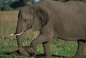 African elephant mother with young Africa,African elephant,African elephants,animal behaviour,bathes,behaviour,elephant,Elephantidae,endangered,endangered species,Loxodonta,mammal,mammalia,Proboscidea,vertebrate,baby,juvenile,young,cal