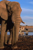 African elephant with zebra drinking in background Africa,African elephant,African elephants,animal behaviour,behaviour,elephant,Elephantidae,endangered,endangered species,Loxodonta,mammal,mammalia,Proboscidea,vertebrate,zebra,waterhole,Elephants,Chor