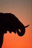 African elephant silhouette against sunset Africa,African elephant,African elephants,animal behaviour,bathes,behaviour,elephant,Elephantidae,endangered,endangered species,Loxodonta,mammal,mammalia,Proboscidea,vertebrate,sunset,orange,beautiful