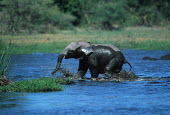 African elephant crossing river Africa,African elephant,African elephants,animal behaviour,bathes,behaviour,elephant,Elephantidae,endangered,endangered species,Loxodonta,mammal,mammalia,Proboscidea,vertebrate,water,ripples,shadow,si