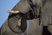 African elephant drinking at waterhole Africa,African elephant,African elephants,animal behaviour,bathes,behaviour,elephant,Elephantidae,endangered,endangered species,Loxodonta,mammal,mammalia,Proboscidea,vertebrate,wet,wildlife,water,wate