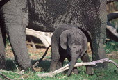 African elephant calf playing with tree branch Africa,African elephant,African elephants,animal behaviour,bathes,behaviour,elephant,Elephantidae,endangered,endangered species,Loxodonta,mammal,mammalia,Proboscidea,vertebrate,baby,juvenile,young,cut