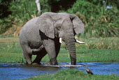 African elephant crossing river Africa,African elephant,African elephants,animal behaviour,bathes,behaviour,elephant,Elephantidae,endangered,endangered species,Loxodonta,mammal,mammalia,Proboscidea,vertebrate,water,ripples,shadow,si