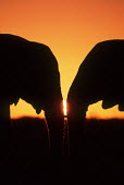 African elephants head to head silhouette against sunset Africa,African elephant,African elephants,animal behaviour,bathes,behaviour,elephant,Elephantidae,endangered,endangered species,Loxodonta,mammal,mammalia,Proboscidea,vertebrate,sunset,orange,beautiful