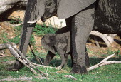 African elephant calf playing with tree branch Africa,African elephant,African elephants,animal behaviour,bathes,behaviour,elephant,Elephantidae,endangered,endangered species,Loxodonta,mammal,mammalia,Proboscidea,vertebrate,baby,juvenile,young,cut