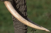 African elephant close-up of tusks Africa,African elephant,African elephants,elephant,Elephantidae,endangered,endangered species,Loxodonta,mammal,mammalia,Proboscidea,vertebrate,tusks,tusk,trunk,ivory,Elephants,Chordates,Chordata,Eleph