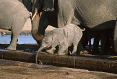 African elephant drinking at waterhole Africa,African elephant,African elephants,animal behaviour,bathes,behaviour,elephant,Elephantidae,endangered,endangered species,Loxodonta,mammal,mammalia,Proboscidea,vertebrate,wet,wildlife,water,wate