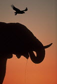 African elephant silhouette against sunset Africa,African elephant,African elephants,animal behaviour,bathes,behaviour,elephant,Elephantidae,endangered,endangered species,Loxodonta,mammal,mammalia,Proboscidea,vertebrate,sunset,orange,beautiful