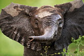 African elephant young calf Africa,African elephant,African elephants,animal behaviour,bathes,behaviour,elephant,Elephantidae,endangered,endangered species,Loxodonta,mammal,mammalia,Proboscidea,vertebrate,baby,juvenile,young,cut