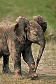 African elephant young calf Africa,African elephant,African elephants,animal behaviour,bathes,behaviour,elephant,Elephantidae,endangered,endangered species,Loxodonta,mammal,mammalia,Proboscidea,vertebrate,baby,juvenile,young,cut