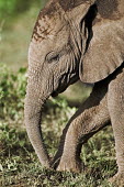 African elephant young calf Africa,African elephant,African elephants,animal behaviour,bathes,behaviour,elephant,Elephantidae,endangered,endangered species,Loxodonta,mammal,mammalia,Proboscidea,vertebrate,baby,juvenile,young,cut