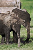 African elephant young calf Africa,African elephant,African elephants,animal behaviour,bathes,behaviour,elephant,Elephantidae,endangered,endangered species,Loxodonta,mammal,mammalia,Proboscidea,vertebrate,baby,juvenile,young,cut