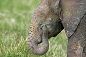 African elephant young calf Africa,African elephant,African elephants,animal behaviour,bathes,behaviour,elephant,Elephantidae,endangered,endangered species,Loxodonta,mammal,mammalia,Proboscidea,vertebrate,baby,juvenile,young,cut