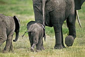 African elephant young calf walking Africa,African elephant,African elephants,animal behaviour,bathes,behaviour,elephant,Elephantidae,endangered,endangered species,Loxodonta,mammal,mammalia,Proboscidea,vertebrate,baby,juvenile,young,cut