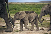 African elephant young calf walking Africa,African elephant,African elephants,animal behaviour,bathes,behaviour,elephant,Elephantidae,endangered,endangered species,Loxodonta,mammal,mammalia,Proboscidea,vertebrate,baby,juvenile,young,cut