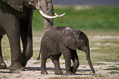 African elephant young calf walking Martin Harvey Africa,African elephant,African elephants,animal behaviour,bathes,behaviour,elephant,Elephantidae,endangered,endangered species,Loxodonta,mammal,mammalia,Proboscidea,vertebrate,baby,juvenile,young,cute,calf,walking,movement,action,Elephants,Chordates,Chordata,Elephants, Mammoths, Mastodons,Mammalia,Mammals,Appendix I,Appendix II,Savannah,Herbivorous,Terrestrial,Animalia,Convention on Migratory Species (CMS),africana,Vulnerable,IUCN Red List