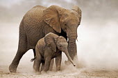 African elephant mother and young calf walking Africa,African elephant,African elephants,animal behaviour,bathes,behaviour,elephant,Elephantidae,endangered,endangered species,Loxodonta,mammal,mammalia,Proboscidea,vertebrate,baby,juvenile,young,cut