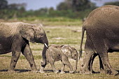 African elephant young calf walking in line with adults. Amboseli National Park Kenya. Dist. Sub-saharan Africa Africa,African elephant,African elephants,animal behaviour,bathes,behaviour,elephant,Elephantidae,endangered,endangered species,Loxodonta,mammal,mammalia,Proboscidea,vertebrate,baby,juvenile,young,cut