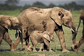 African elephant young calf walking with adults Africa,African elephant,African elephants,animal behaviour,bathes,behaviour,elephant,Elephantidae,endangered,endangered species,Loxodonta,mammal,mammalia,Proboscidea,vertebrate,baby,juvenile,young,cut