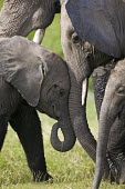 African elephant young calf with mother Martin Harvey Africa,African elephant,African elephants,animal behaviour,bathes,behaviour,elephant,Elephantidae,endangered,endangered species,Loxodonta,mammal,mammalia,Proboscidea,vertebrate,baby,juvenile,young,cute,parent,parenthood,mother,mothers day,caring,Elephants,Chordates,Chordata,Elephants, Mammoths, Mastodons,Mammalia,Mammals,Appendix I,Appendix II,Savannah,Herbivorous,Terrestrial,Animalia,Convention on Migratory Species (CMS),africana,Vulnerable,IUCN Red List