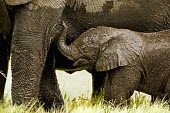 African elephant young calf with mother Africa,African elephant,African elephants,animal behaviour,bathes,behaviour,elephant,Elephantidae,endangered,endangered species,Loxodonta,mammal,mammalia,Proboscidea,vertebrate,baby,juvenile,young,cut