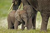 African elephant young calf with mother Africa,African elephant,African elephants,animal behaviour,bathes,behaviour,elephant,Elephantidae,endangered,endangered species,Loxodonta,mammal,mammalia,Proboscidea,vertebrate,baby,juvenile,young,cut