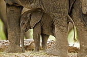 African elephant young calf with mother Africa,African elephant,African elephants,animal behaviour,bathes,behaviour,elephant,Elephantidae,endangered,endangered species,Loxodonta,mammal,mammalia,Proboscidea,vertebrate,baby,juvenile,young,cut