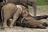 African elephant calf lies down to sleep while another attempts to play with sleeping individual Africa,African elephant,African elephants,animal behaviour,bathes,behaviour,elephant,Elephantidae,endangered,endangered species,Loxodonta,mammal,mammalia,Proboscidea,vertebrate,baby,juvenile,young,cut