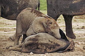 African elephant calf lies down to sleep while another attempts to play with sleeping individual Africa,African elephant,African elephants,animal behaviour,bathes,behaviour,elephant,Elephantidae,endangered,endangered species,Loxodonta,mammal,mammalia,Proboscidea,vertebrate,baby,juvenile,young,cut