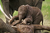 African elephant calf lies down to sleep while another attempts to play with sleeping individual Africa,African elephant,African elephants,animal behaviour,bathes,behaviour,elephant,Elephantidae,endangered,endangered species,Loxodonta,mammal,mammalia,Proboscidea,vertebrate,baby,juvenile,young,cut