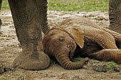 African elephant very young calf lies down to sleep while the rest of the herd relaxes Africa,African elephant,African elephants,animal behaviour,behaviour,elephant,Elephantidae,endangered,endangered species,Loxodonta,mammal,mammalia,Proboscidea,vertebrate,baby,juvenile,young,cute,calf,