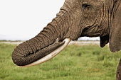 African elephant resting trunk on tusk Africa,African elephant,African elephants,elephant,Elephantidae,endangered,endangered species,Loxodonta,mammal,mammalia,Proboscidea,vertebrate,trunk,tusk,resting,relaxing,close-up,close up,Elephants,C