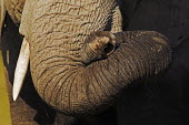 African elephant resting trunk on tusk Africa,African elephant,African elephants,elephant,Elephantidae,endangered,endangered species,Loxodonta,mammal,mammalia,Proboscidea,vertebrate,trunk,tusk,resting,relaxing,close-up,close up,Elephants,C