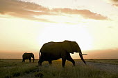 African elephants in silhouette against sunset Africa,African elephant,African elephants,elephant,Elephantidae,endangered,endangered species,Loxodonta,mammal,mammalia,Proboscidea,vertebrate,silhouette,shadow,sunset,dusk,artistic,arty,Elephants,Cho