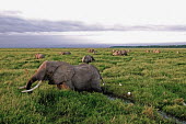 African elephant herd feeding in the Amboseli swamp Africa,African elephant,African elephants,animal behaviour,behaviour,elephant,Elephantidae,endangered,endangered species,Loxodonta,mammal,mammalia,Proboscidea,vertebrate,herd,eating,feeding,food,eat,s