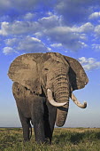 African elephant bull elephant with large tusks Africa,African elephant,African elephants,elephant,Elephantidae,endangered,endangered species,Loxodonta,mammal,mammalia,Proboscidea,vertebrate,grass,tusk,tusks,trunk,head,ears,eye,large,bull male,clos