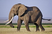 African elephant bull elephant with large tusks Africa,African elephant,African elephants,elephant,Elephantidae,endangered,endangered species,Loxodonta,mammal,mammalia,Proboscidea,vertebrate,grass,tusk,tusks,trunk,head,ears,eye,large,bull male,clos