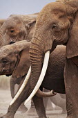 African elephant herd on the move Africa,African elephant,African elephants,elephant,Elephantidae,endangered,endangered species,Loxodonta,mammal,mammalia,Proboscidea,vertebrate,tusk,tusks,trunk,head,ears,eye,large,walking,walk,movemen