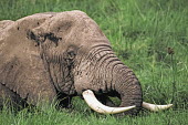 African elephant bull elephant with large tusks in swamp grazing Africa,African elephant,African elephants,elephant,Elephantidae,endangered,endangered species,Loxodonta,mammal,mammalia,Proboscidea,vertebrate,grass,swamp,tusk,tusks,trunk,head,ears,eye,large,bull mal