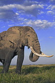 African elephant bull elephant with large tusks Africa,African elephant,African elephants,elephant,Elephantidae,endangered,endangered species,Loxodonta,mammal,mammalia,Proboscidea,vertebrate,grass,tusk,tusks,trunk,head,ears,eye,large,bull male,clos