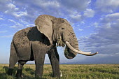 African elephant bull elephant with large tusks Africa,African elephant,African elephants,elephant,Elephantidae,endangered,endangered species,Loxodonta,mammal,mammalia,Proboscidea,vertebrate,grass,tusk,tusks,trunk,head,ears,eye,large,bull male,clos