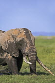 African elephant bull elephant with large tusks in swamp grazing Africa,African elephant,African elephants,elephant,Elephantidae,endangered,endangered species,Loxodonta,mammal,mammalia,Proboscidea,vertebrate,grass,swamp,tusk,tusks,trunk,head,ears,eye,large,bull mal