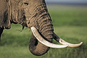 African elephant bull elephant with large tusks grazing Africa,African elephant,African elephants,elephant,Elephantidae,endangered,endangered species,Loxodonta,mammal,mammalia,Proboscidea,vertebrate,grass,tusk,tusks,trunk,head,ears,eye,large,bull male,clos