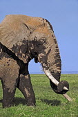 African elephant bull elephant with large tusks grazing in swamp Africa,African elephant,African elephants,elephant,Elephantidae,endangered,endangered species,Loxodonta,mammal,mammalia,Proboscidea,vertebrate,grass,tusk,tusks,trunk,head,ears,eye,large,bull male,clos