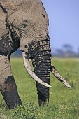 African elephant bull elephant with large tusks grazing Africa,African elephant,African elephants,elephant,Elephantidae,endangered,endangered species,Loxodonta,mammal,mammalia,Proboscidea,vertebrate,grass,tusk,tusks,trunk,head,ears,eye,large,bull male,clos