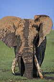 African elephant bull elephant with large tusks in swamp grazing Africa,African elephant,African elephants,elephant,Elephantidae,endangered,endangered species,Loxodonta,mammal,mammalia,Proboscidea,vertebrate,grass,swamp,tusk,tusks,trunk,head,ears,eye,large,bull mal